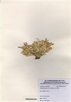 藏品(仙掌藻)的圖片